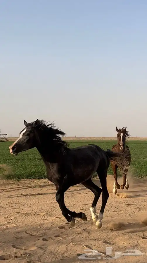 مهرة للبيع 0