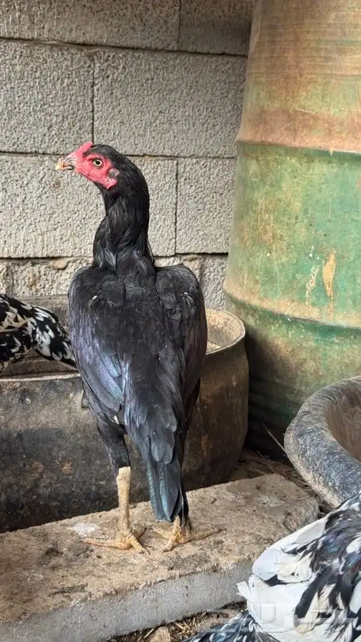دجاج باكستاني 2