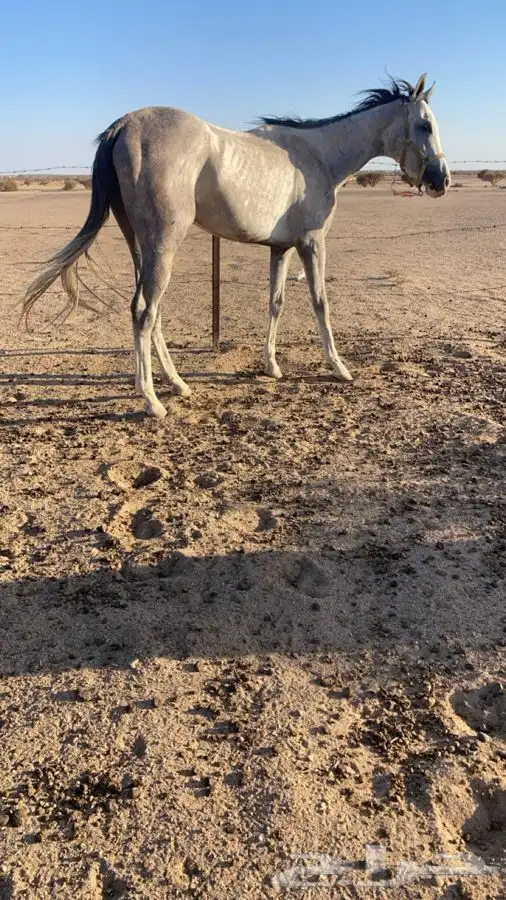 حصان 1