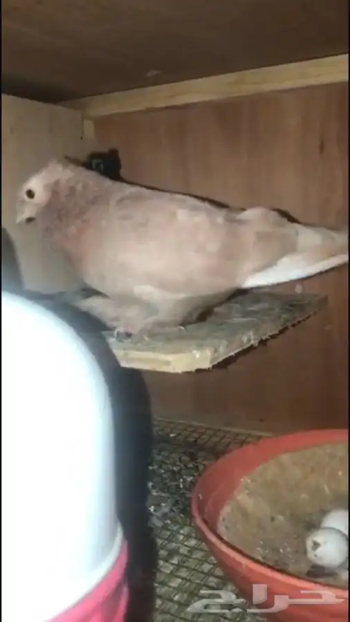 زوجين صنعاني بسعر طيب 4