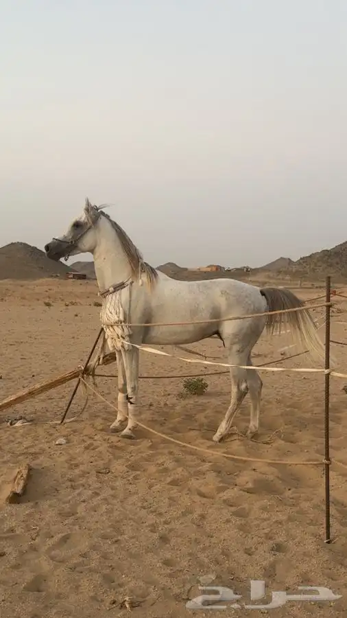 مهر شيخ جرم وارتفاع 2