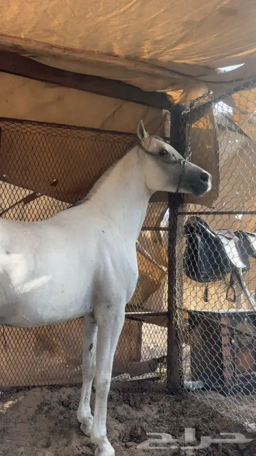 مهر شيخ جرم وارتفاع 4