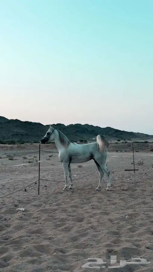 مهر شيخ جرم وارتفاع 3