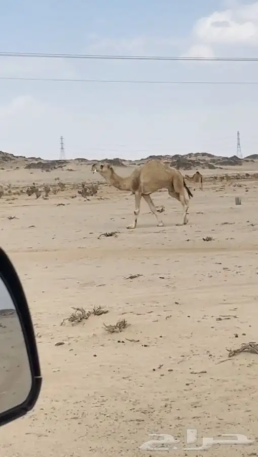 فحل عوني طيب وسنه سديس الموقع ضواحي بيشة 0