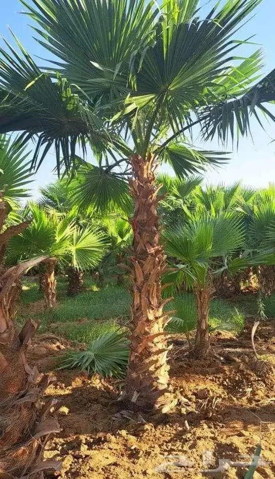 نخل واشنطني واشنطن 3