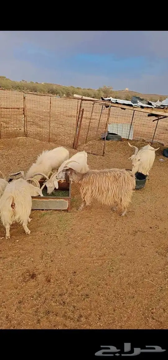 ماعز معزا جورجي فاخر 1
