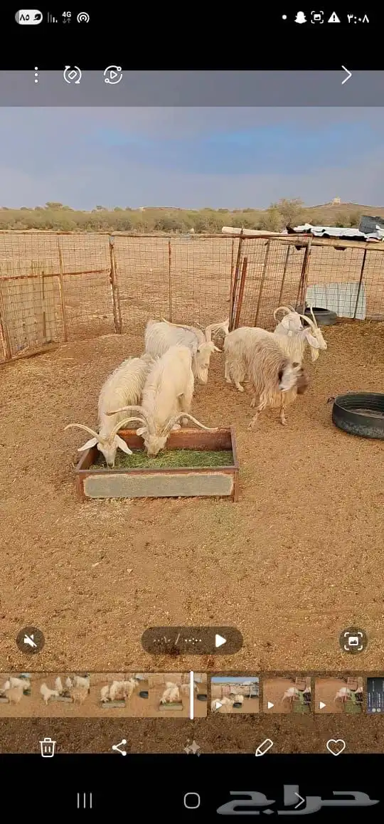 ماعز معزا جورجي فاخر 3