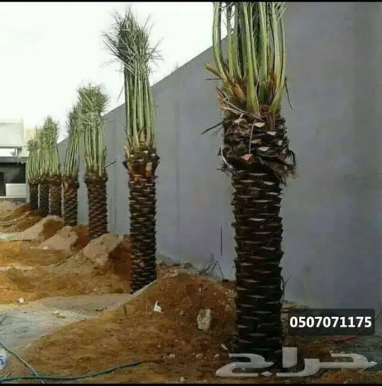 مقاولات نخيل وتمديد شبوك 0