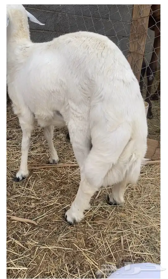 يوجد خرافان بلديات شرط ونضيفه كرامات ومبادي وثلاجه 0