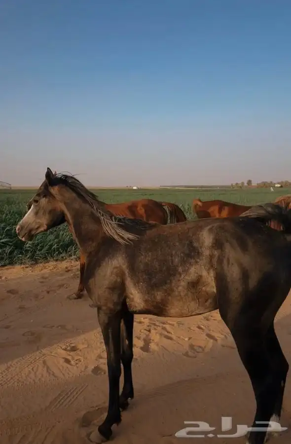 مهرة للبيع 2