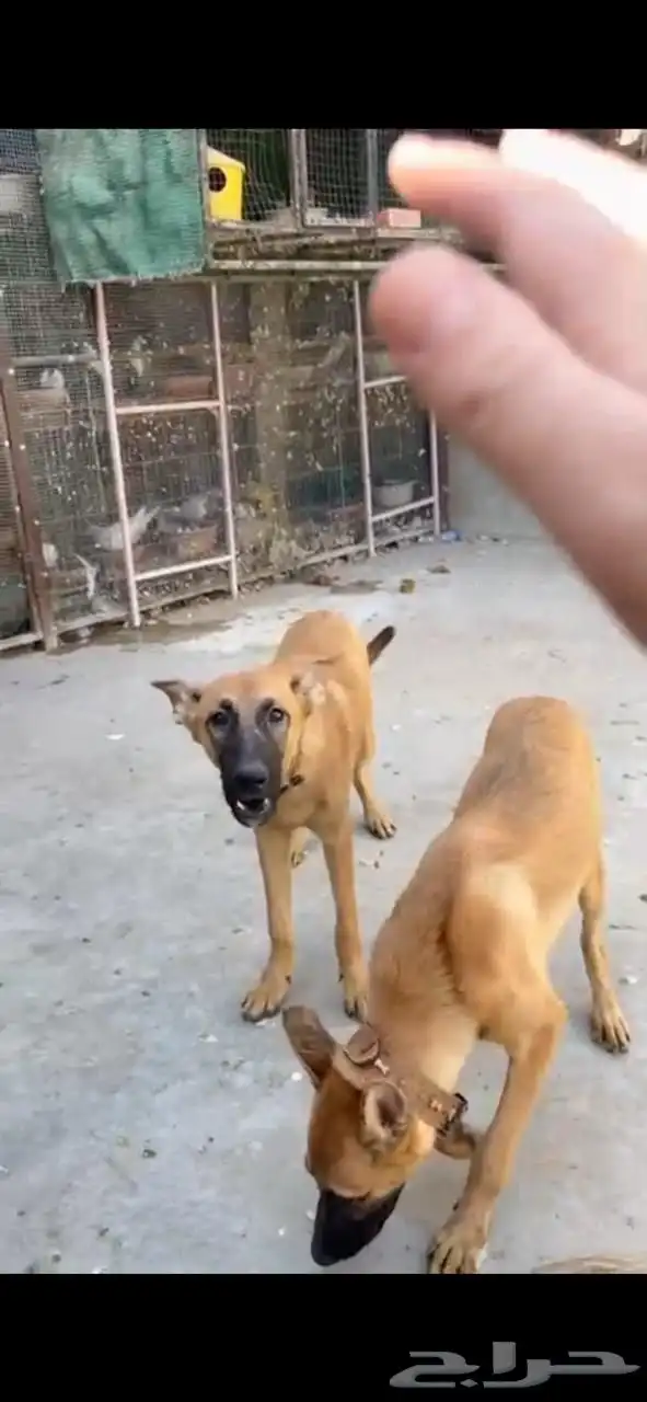 للبيع كلبين ذكر وانثى العمر 6 شهور 0