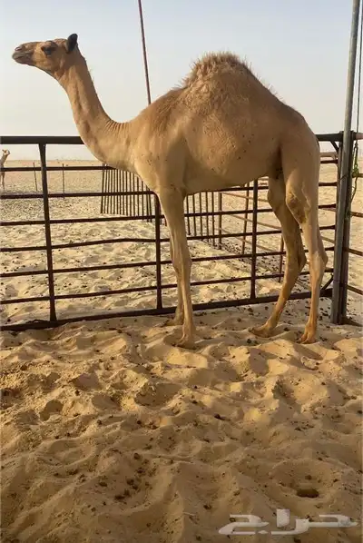 للبيع قعود 0