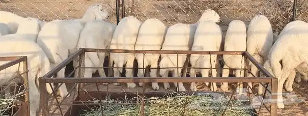 للبيع خرفان كفو شي مجمل شحم وجنوب وأطراف 3