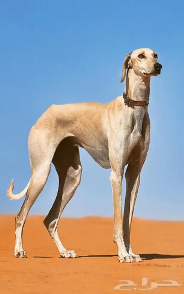 مطلوب كلب صيد سلق 0