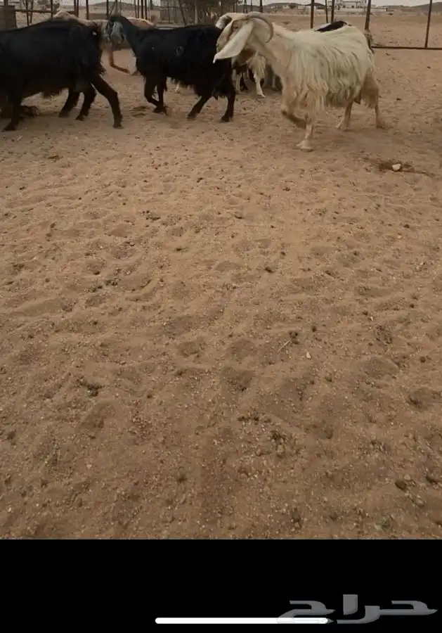 معزا للبيع 3