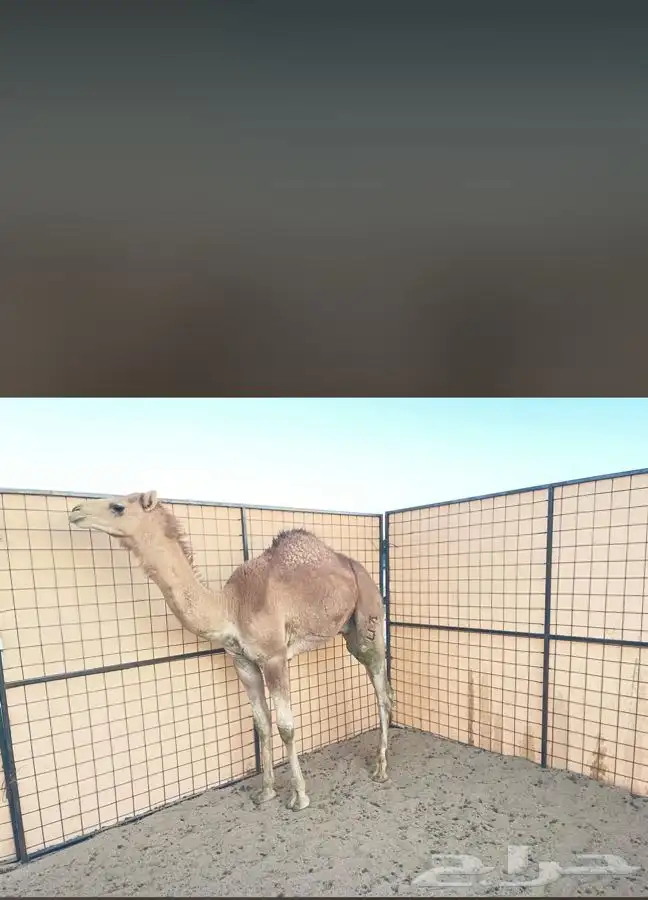 قعود يشرق حق الاب   غزيلان الرياسه الام   مهجنه 0