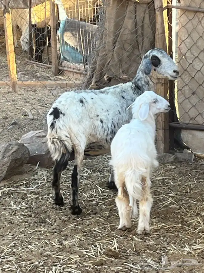 ضان ولد للبيع (( تم البيع)) 16