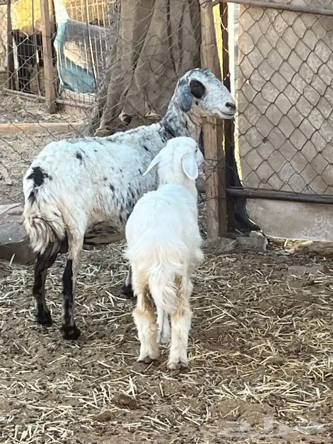 ضان ولد للبيع (( تم البيع)) 15