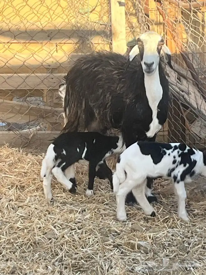 ضان ولد للبيع (( تم البيع)) 0