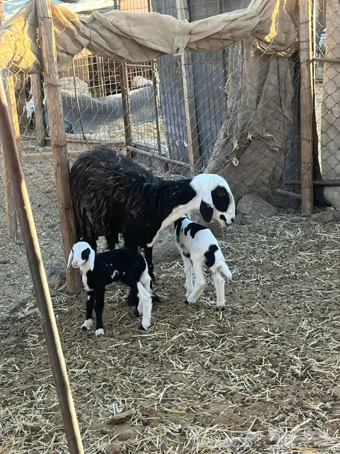 ضان ولد للبيع (( تم البيع)) 3