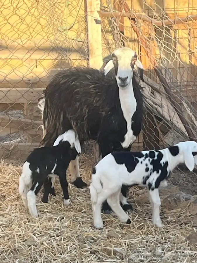 ضان ولد للبيع (( تم البيع)) 1