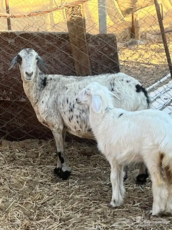 ضان ولد للبيع (( تم البيع)) 11