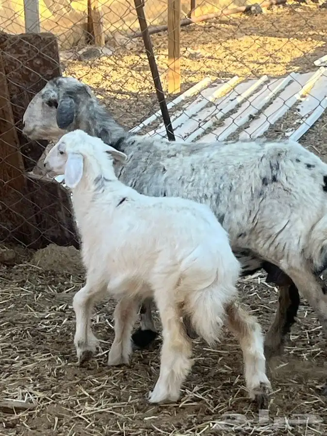 ضان ولد للبيع (( تم البيع)) 14