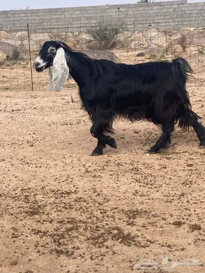 عنز للبيع دافع على شرط 4