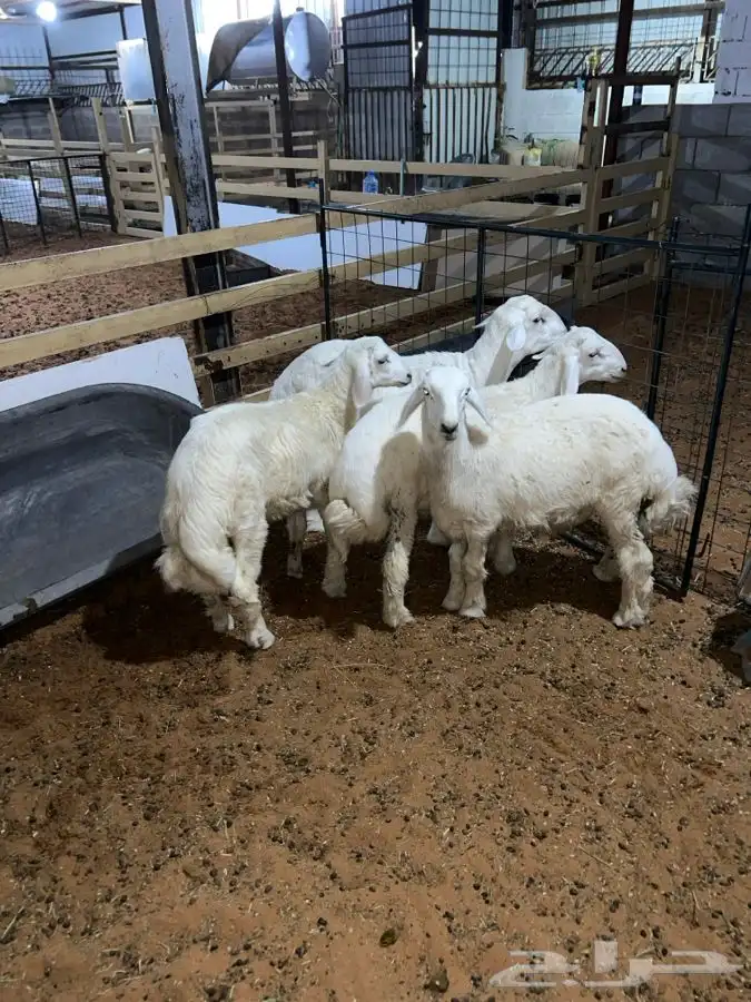 يوجد طليان حريات للبيع سوق الجربوع واسعار منافسه 1