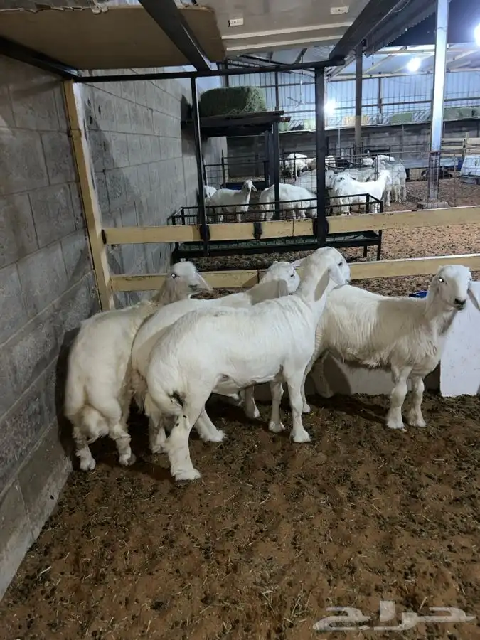 يوجد طليان حريات للبيع سوق الجربوع واسعار منافسه 0