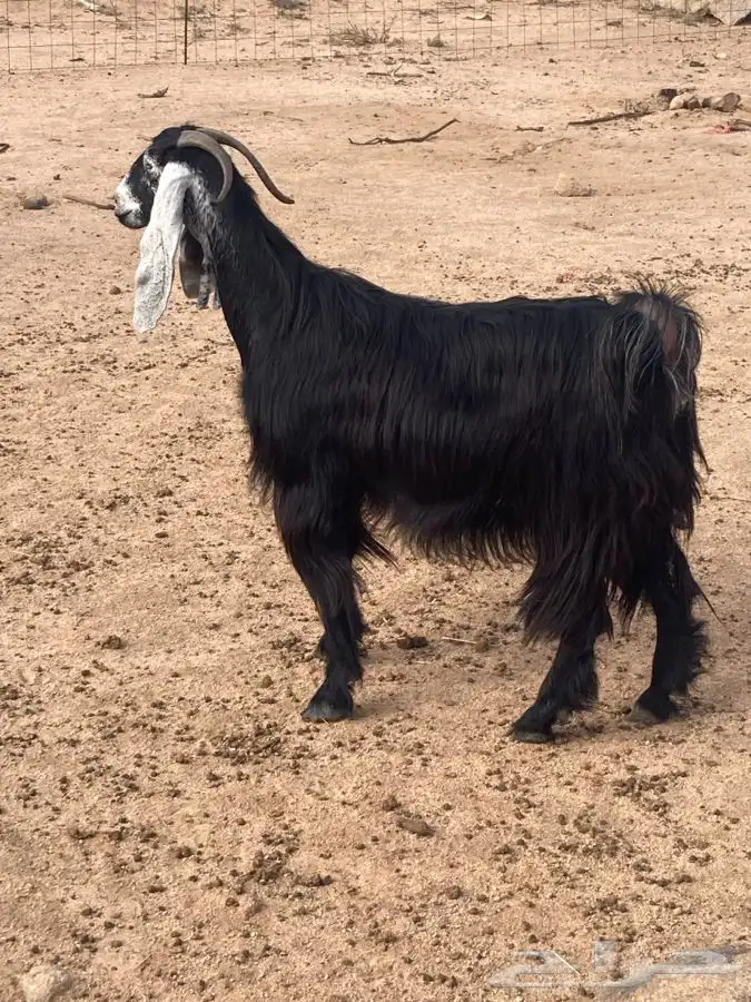 عنز للبيع دافع على شرط 0