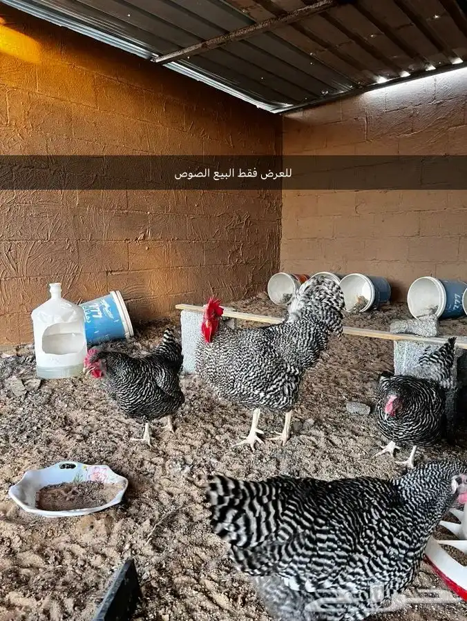 صوص لامروك 1