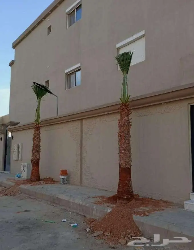 نخل واشنطني واشنطن 15