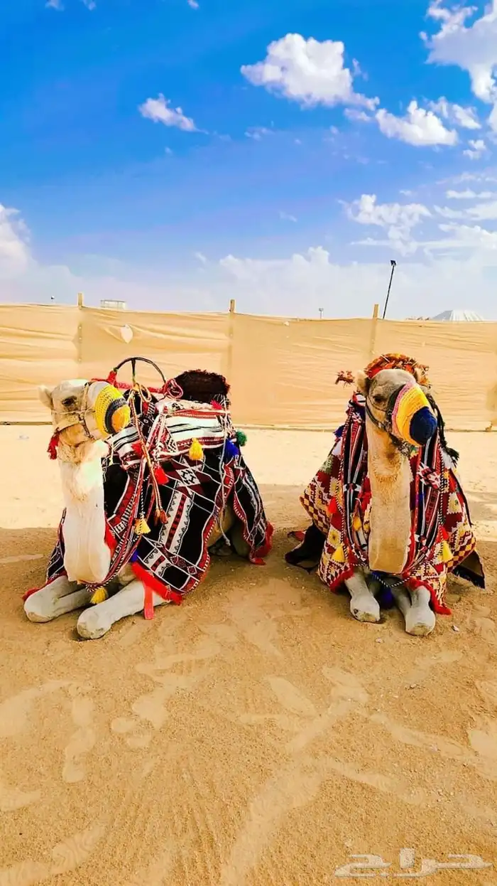 تاجير خيام يوم الوطني 18