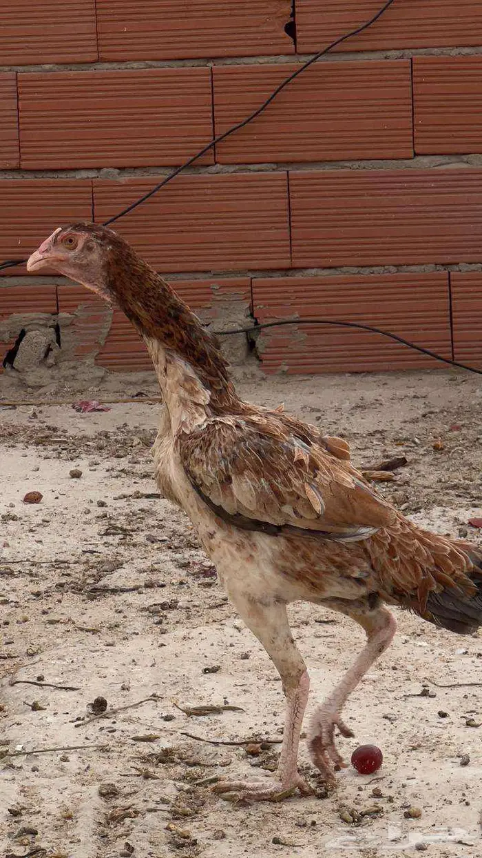 دجاجه شامو منتجه وحضانه 1