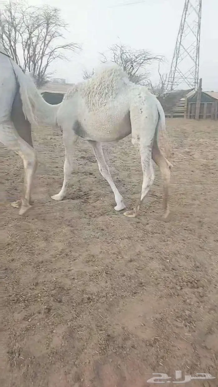 عشاير تحتها حشوانها 3