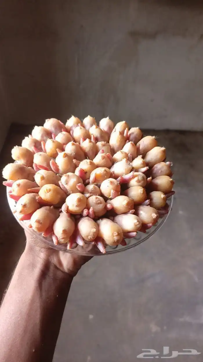 دخل طازج صيد الديره حجم وسط وحجم صغير 0