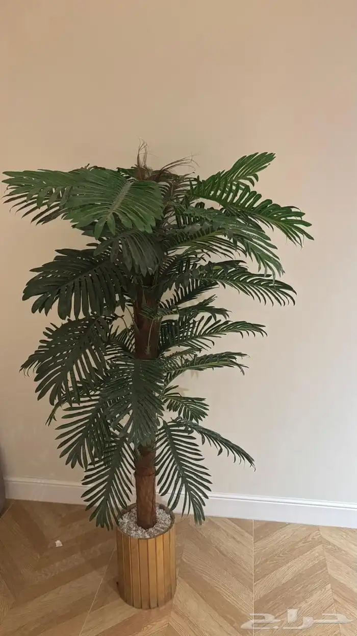 شجرة نظيفة للبيع 0