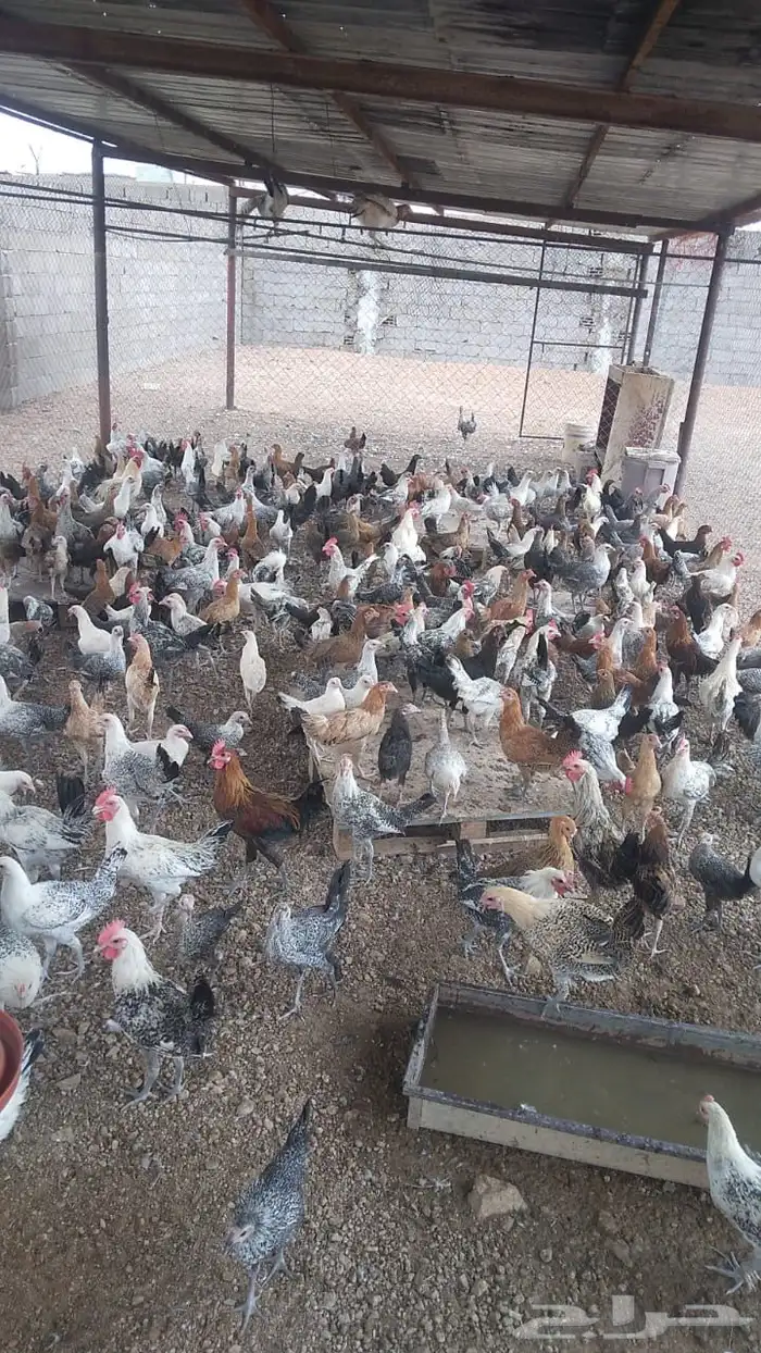 دجاج للبيع 1