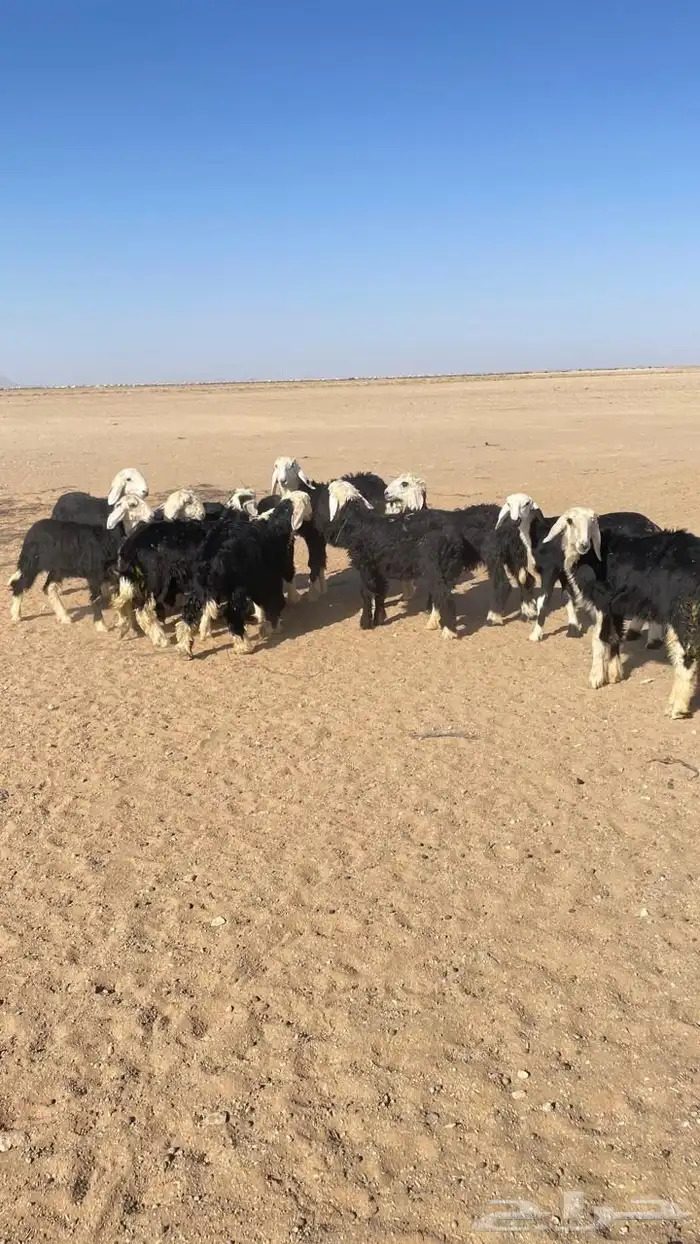 بهم نجد 1
