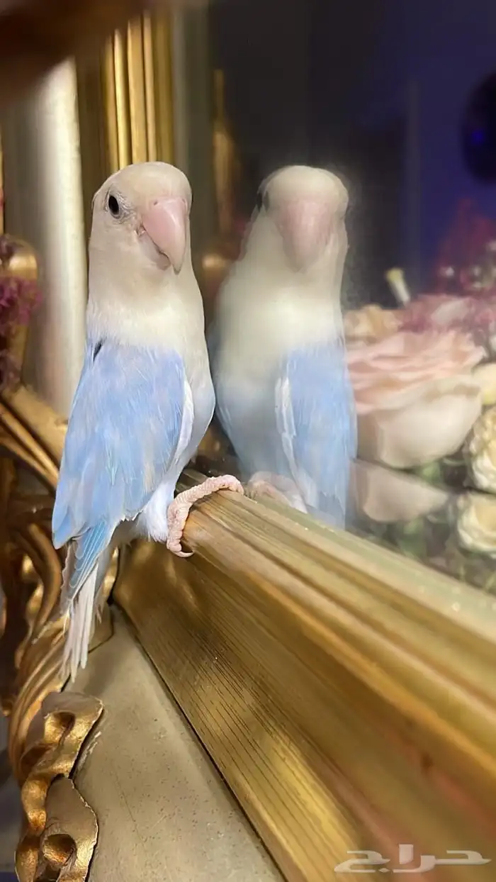 للبيع ببغاء الروز الأليف مناسب للأطفال 9