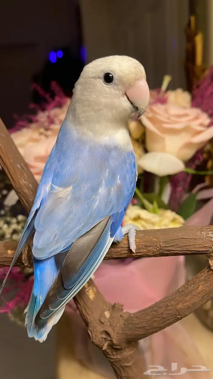 للبيع ببغاء الروز الأليف مناسب للأطفال 2