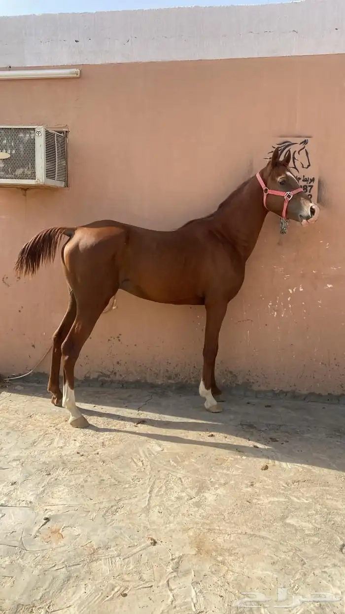 حصان شعبي للبيع 0