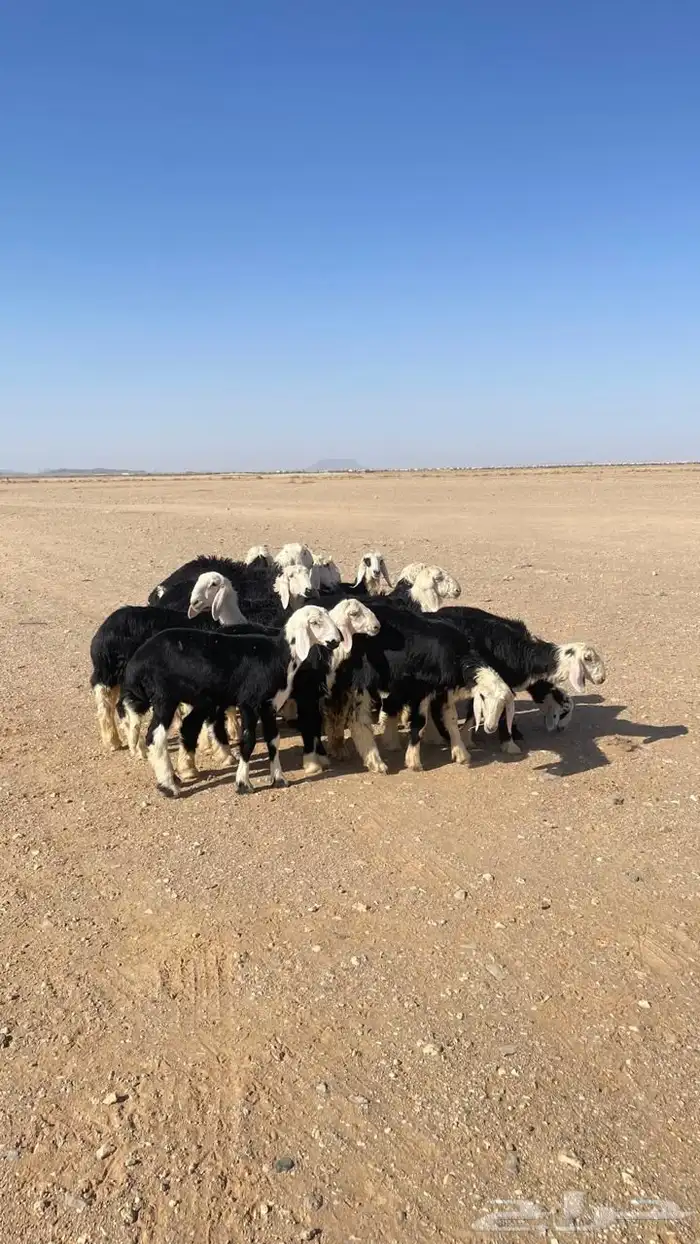 بهم نجد 0