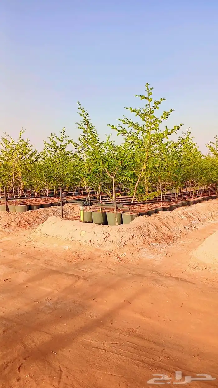 للبيع سدر بلدي 3