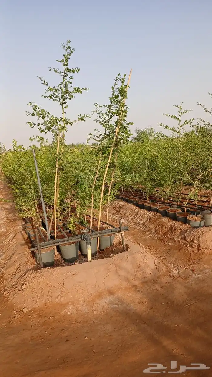 للبيع سدر بلدي 5