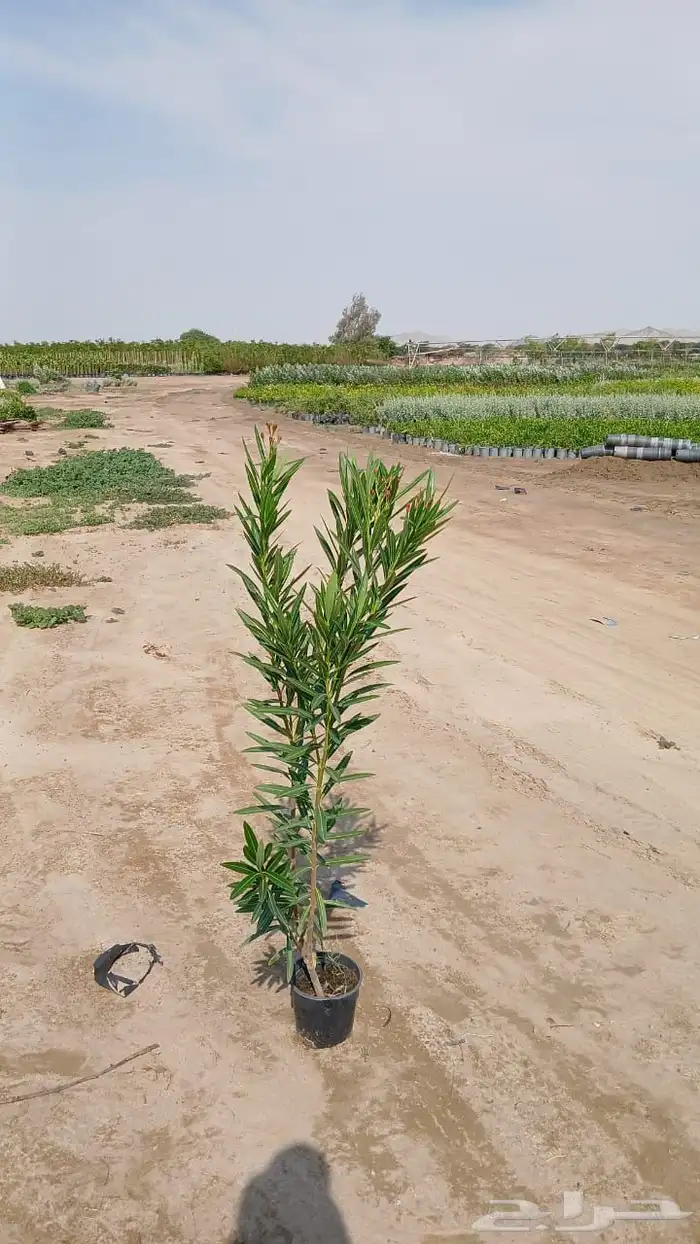 نوفر لكم مجموعة مميزة من الشتلات  الأشجار  والنخيل . 1