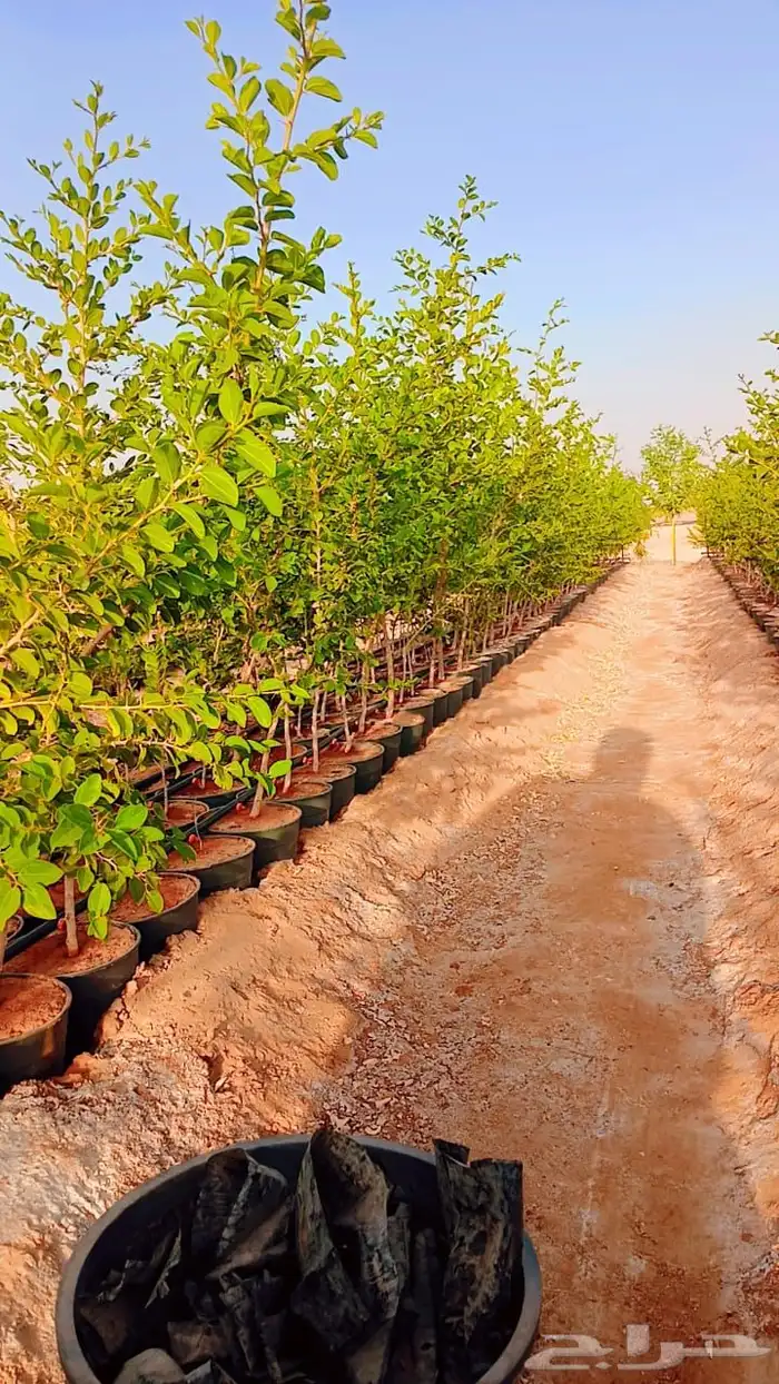 للبيع سدر بلدي 2