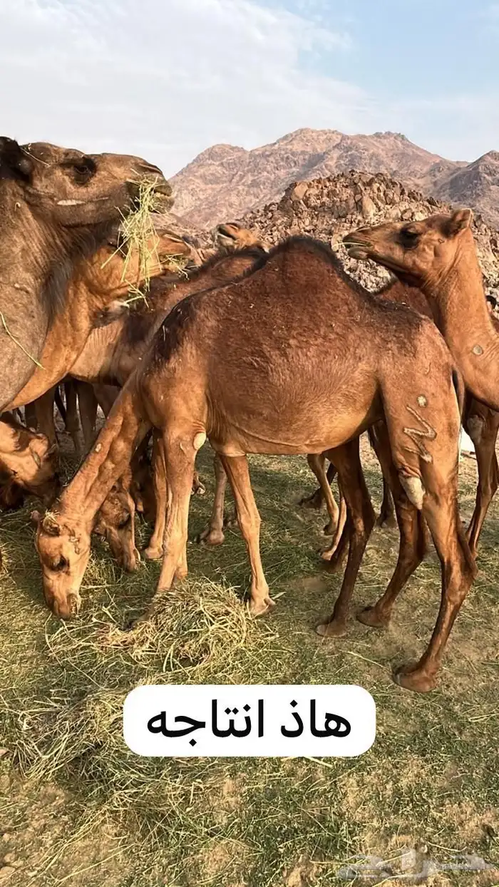 للبيع جمل مشروط 9