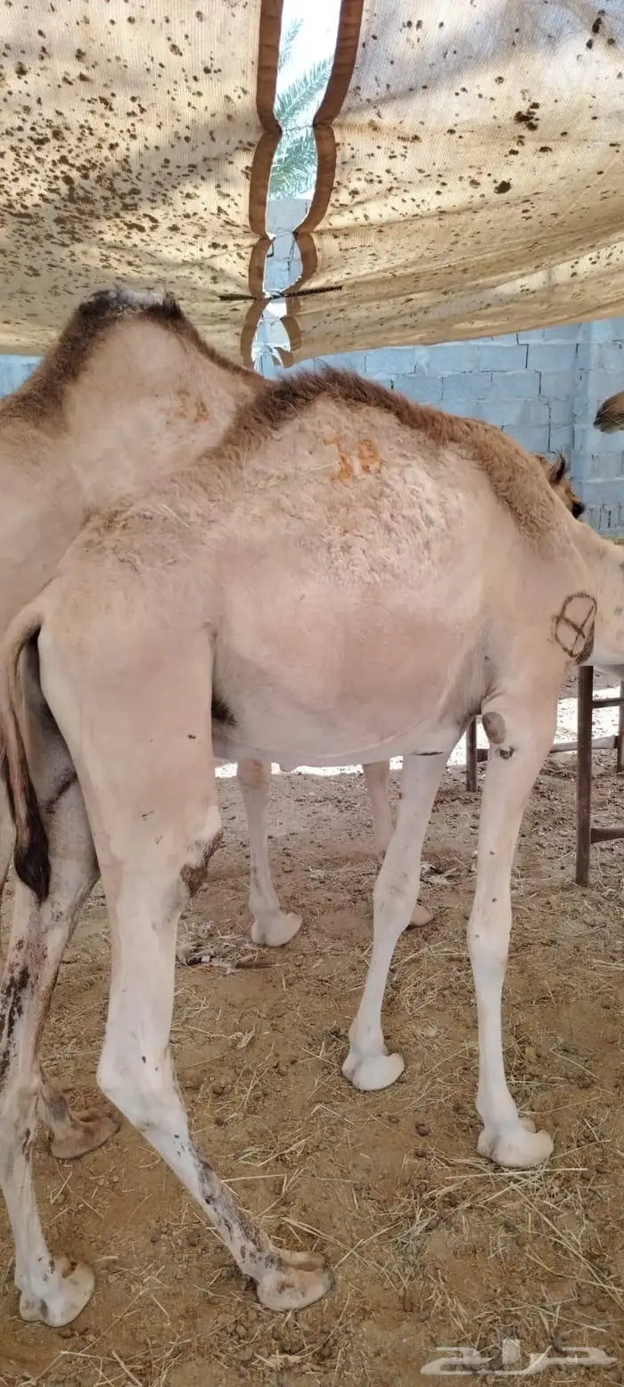 قعدان جمله بالجودة اللى تتمناها 0